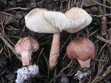 Lepiota brunneoincarnata image
