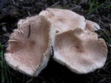Lepiota brunneoincarnata image