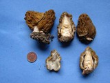 Verpa bohemica image
