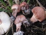 Lepiota brunneoincarnata image