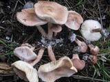 Lepiota brunneoincarnata image