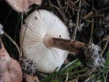 Lepiota brunneoincarnata image