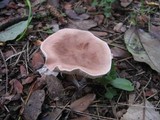 Clitocybe gibba image