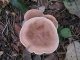 Clitocybe gibba image