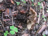 Tapinella atrotomentosa image