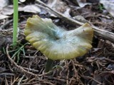 Entoloma incanum image