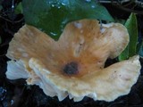 Hygrophorus nemoreus image