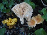 Hygrophorus nemoreus image