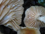Hygrophorus nemoreus image