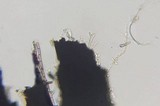 Xylaria liquidambar image