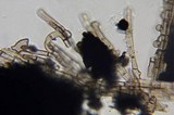 Xylaria liquidambar image