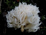 Ramariopsis kunzei image