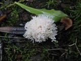 Ramariopsis kunzei image