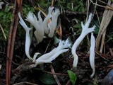 Clavulina coralloides image