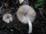 Pluteus salicinus image
