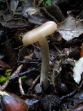 Entoloma rhodopolium image