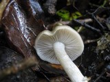 Entoloma rhodopolium image