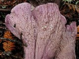 Gomphus clavatus image