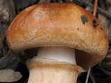 Tricholoma fracticum image