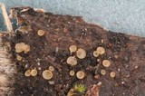 Hyalorbilia inflatula image
