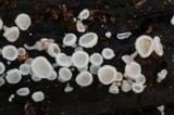 Lachnum virgineum image