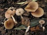 Pluteus nanus image