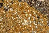 Caloplaca flavovirescens image