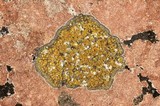 Caloplaca flavovirescens image