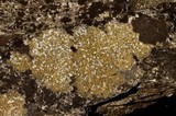 Caloplaca flavovirescens image