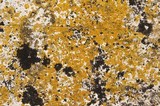 Caloplaca flavovirescens image