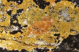 Caloplaca flavovirescens image