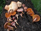 Gymnopilus thiersii image