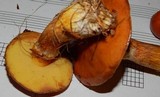 Suillus grevillei image
