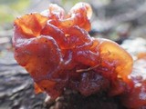Phaeotremella frondosa image
