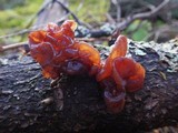 Phaeotremella frondosa image