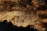 Phanerochaete sanguinea image