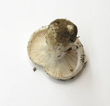 Hygrophorus subalpinus image