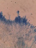 Hyphoderma setigerum image