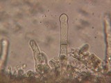 Hyphoderma setigerum image