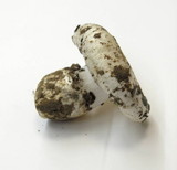 Hygrophorus subalpinus image