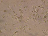 Hyphoderma setigerum image