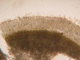 Phanerochaete sanguinea image