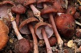 Phaeocollybia ratticauda image