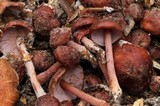 Phaeocollybia ratticauda image