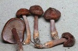 Phaeocollybia ratticauda image