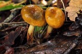 Pulveroboletus curtisii image