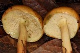Pulveroboletus curtisii image