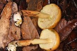 Pulveroboletus curtisii image