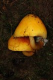 Pulveroboletus curtisii image