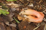 Clathrus columnatus image